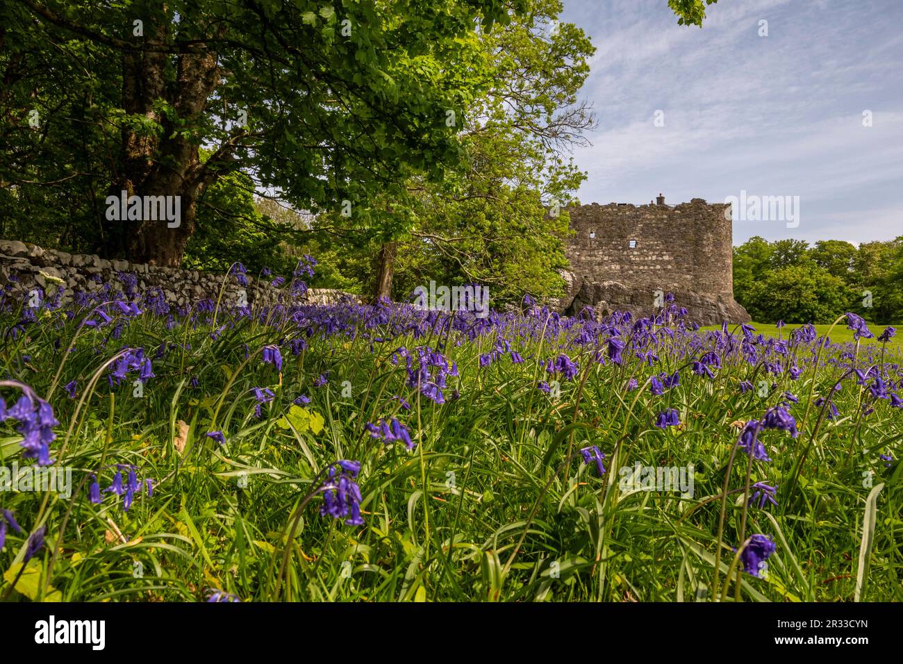 Bluebell Woods, Dunstaffnage Castle, Oban, Scozia, Regno Unito Foto Stock