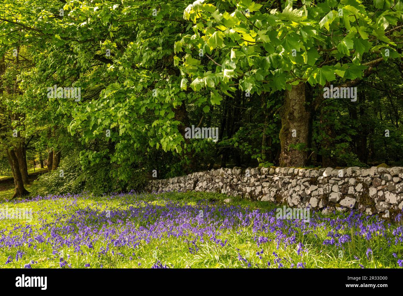 Bluebell Woods, Dunstaffnage Castle, Oban, Scozia, Regno Unito Foto Stock