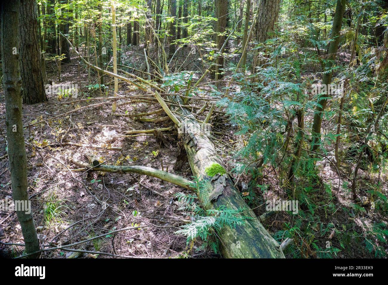 Abete caduto tra gli alberi nel tuono delle derive della foresta sul terreno Foto Stock