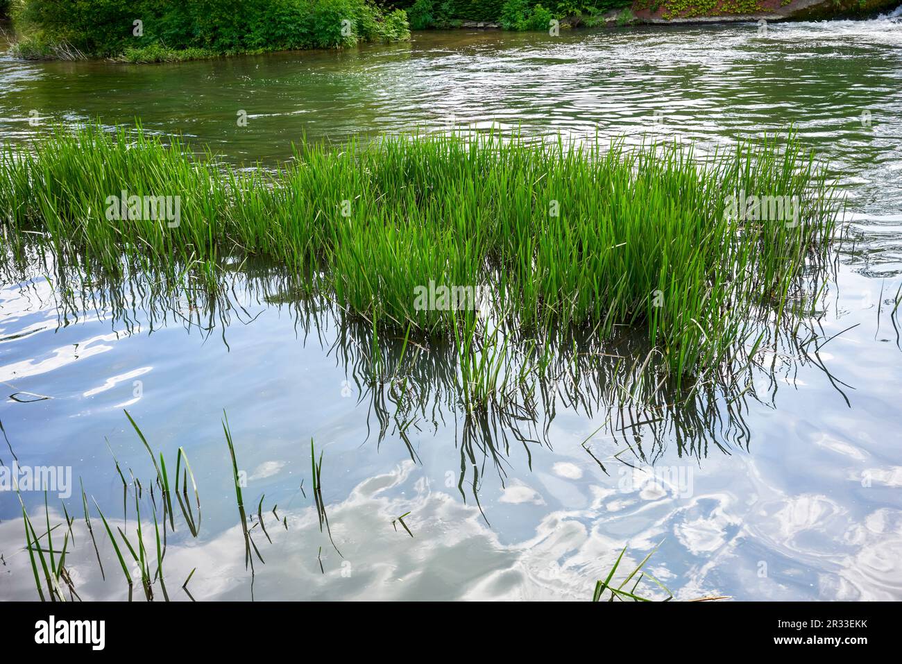 Grumo di canne verdi e riflessi nell'acqua del fiume Foto Stock