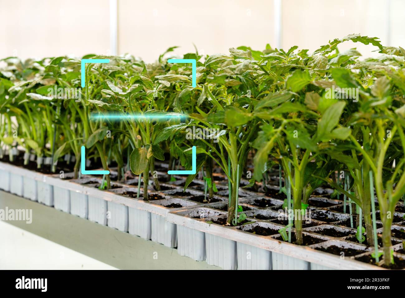 Fattoria agricola intelligente di coltivazione pomodori piantagione, scansione di piantagione. Foto Stock