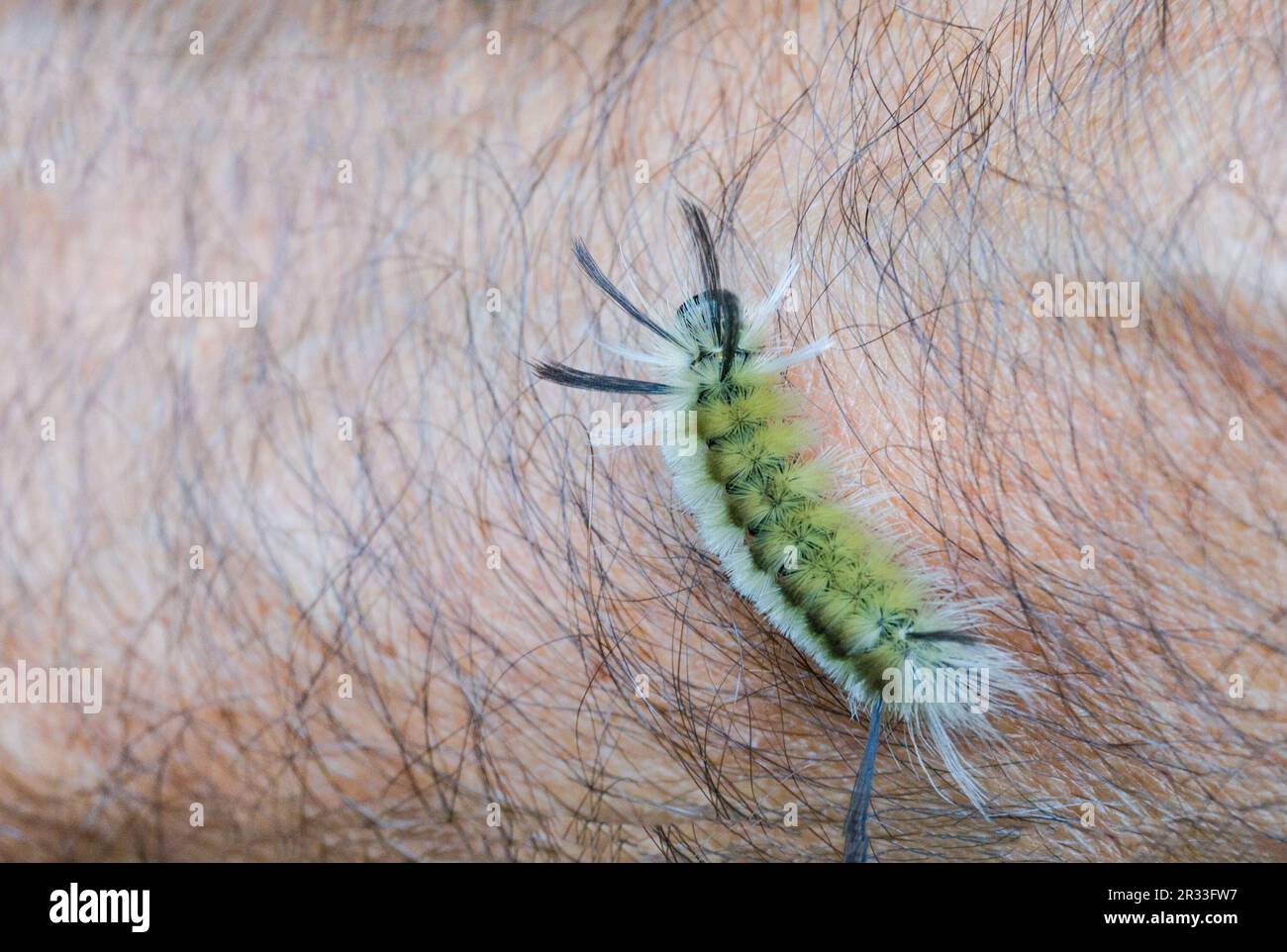 Un bruco verde cornato con peli bianchi e neri striscia lungo un braccio peloso Foto Stock