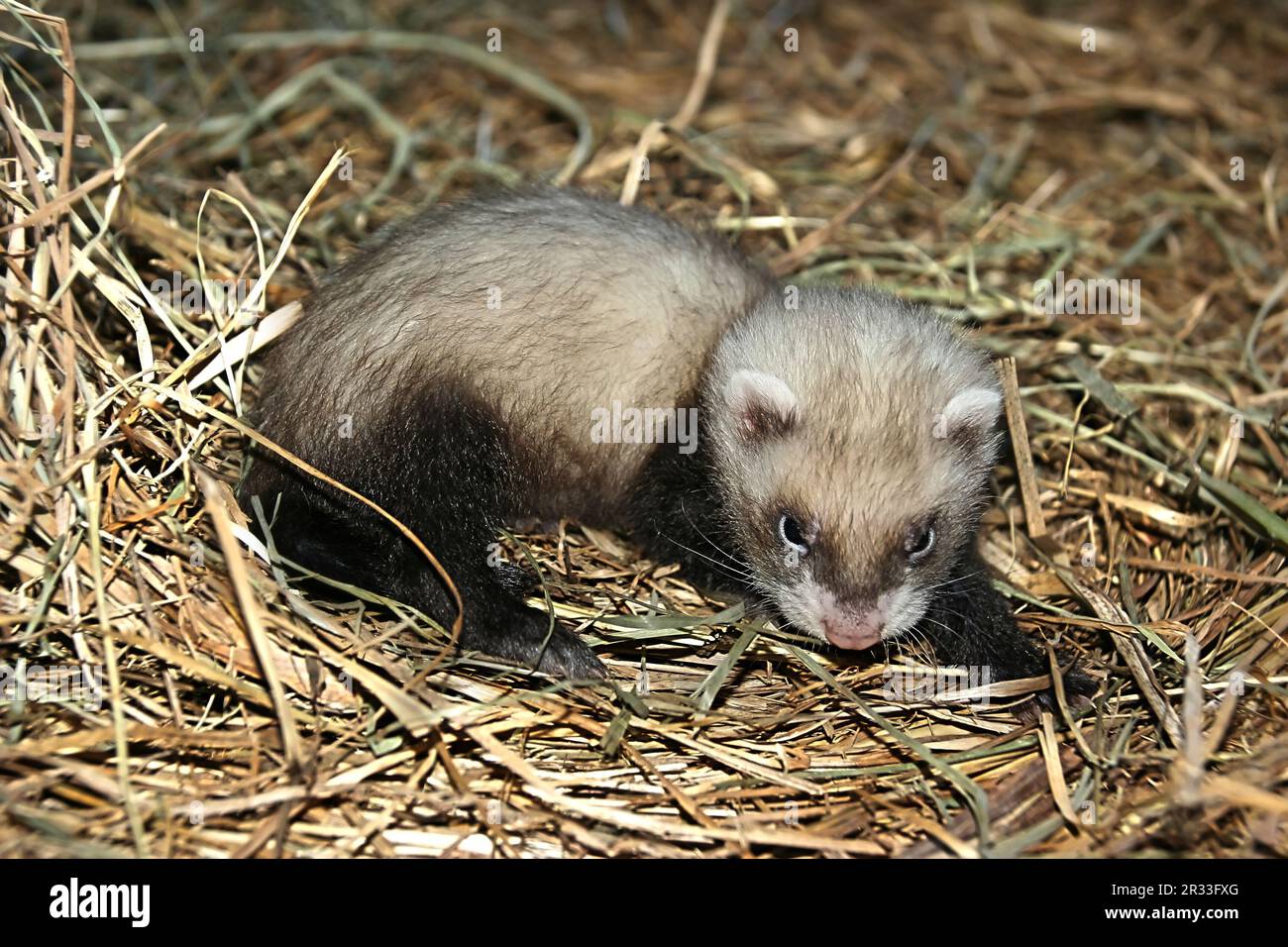 Furetti per bambini Foto Stock