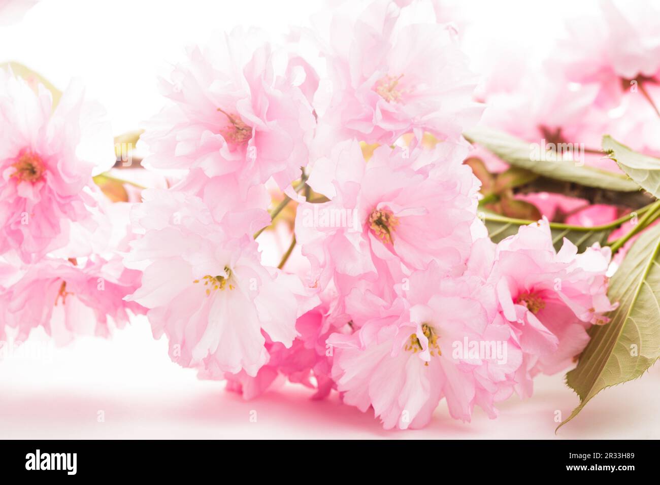 Sakura isolato Foto Stock