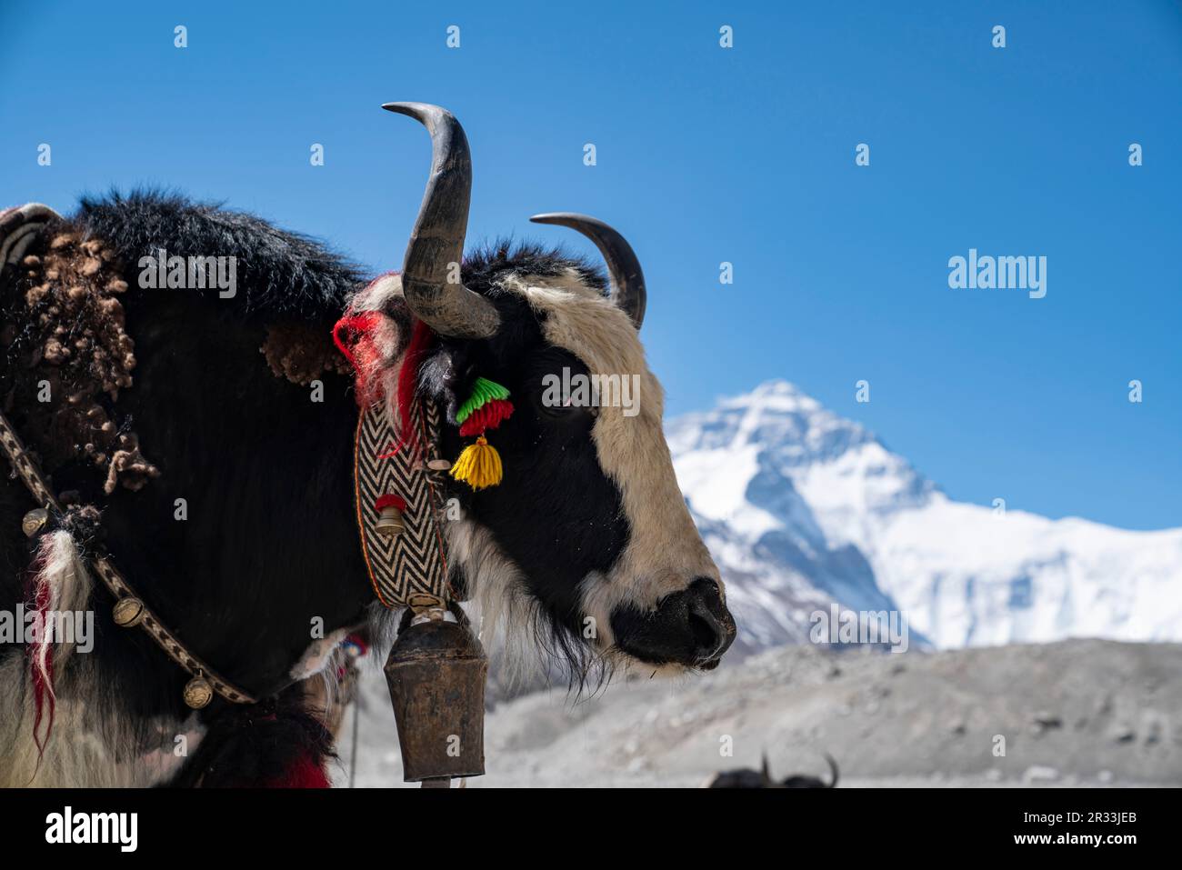 (230522) -- LHASA, 22 maggio 2023 (Xinhua) -- questa foto scattata il 18 maggio 2023 mostra uno yak al campo base del Monte Qomolangma nella regione autonoma del Tibet nel sud-ovest della Cina. A causa delle complicate condizioni naturali del Monte Qomolangma, la cima più alta del mondo, il trasporto in yak è diventato un mezzo essenziale per trasportare merci e materiali per la spedizione scientifica al Monte Qomolangma. Pastori che vivono nel comune di Zhaxizom della Contea di Tingri, la più vicina città amministrativa in Cina a Mt. Qomolangma, hanno fornito i servizi di yak agli arrampicatori in risposta alla domanda. Il lavoro dei pastori di yak Foto Stock