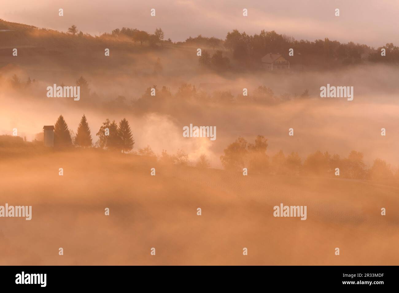 Strada del vino della Stiria nella nebbia mattutina Foto Stock