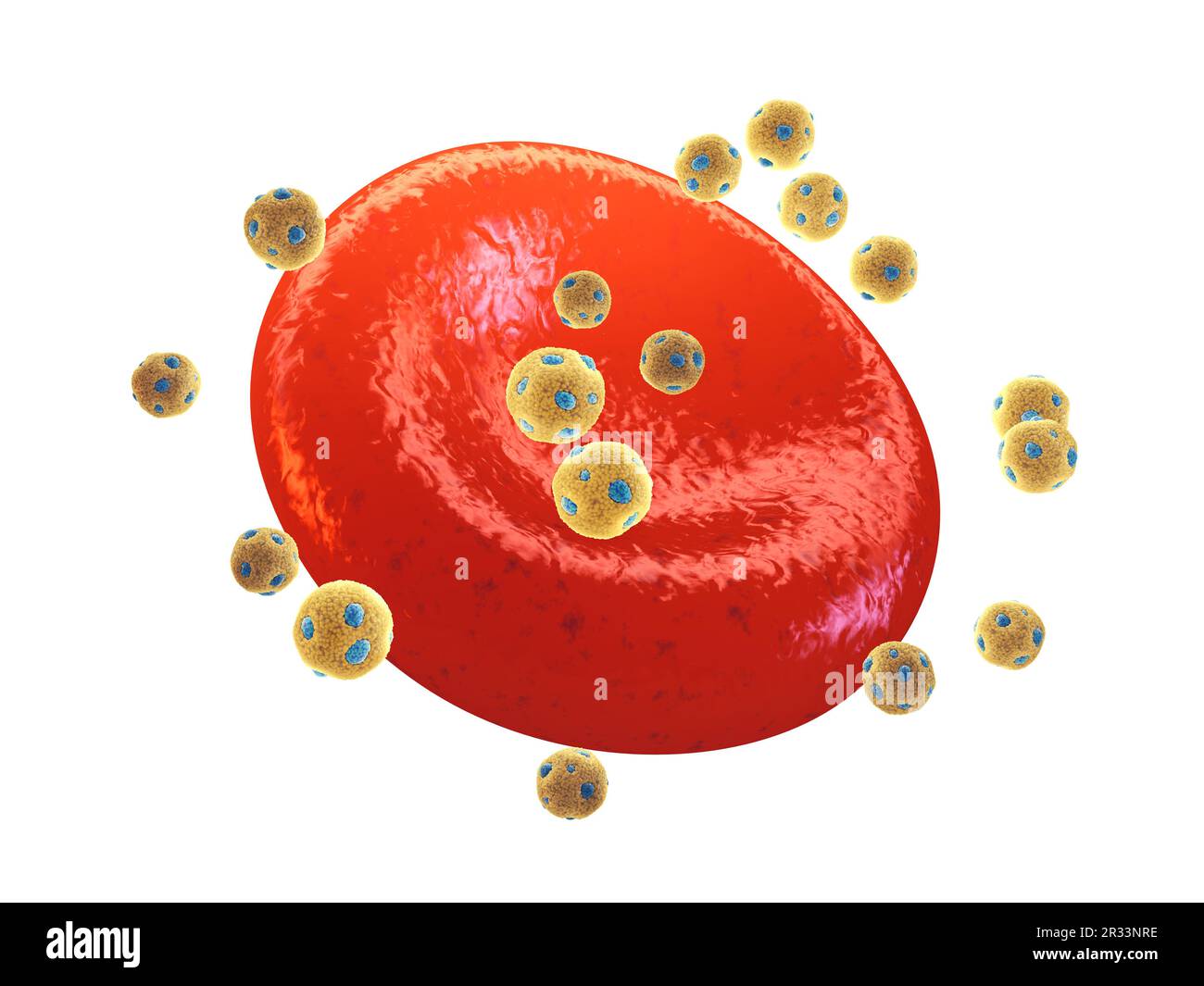 Particelle di lipoproteine ad alta densità (HDL) note anche come colesterolo buono e globuli rossi (eritrociti), isolate su bianco. Foto Stock