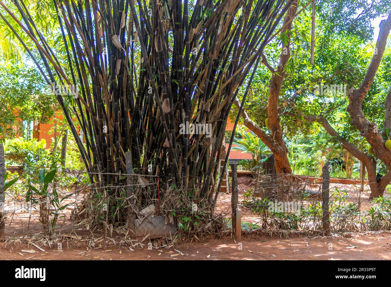 Lo sfondo naturale degli alberi di bambù verde offre foto ad alta risoluzione di un primo piano del lungo bambù verde di un giardino Foto Stock