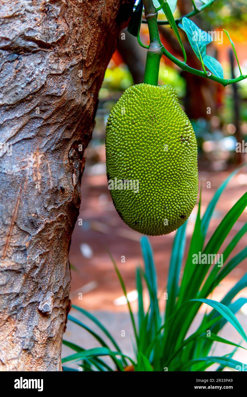 Un jackfruit appeso viene catturato in un primo piano ad alta risoluzione, stuzzicando le tue papille gustative con il suo brillante colore verde. Foto Stock