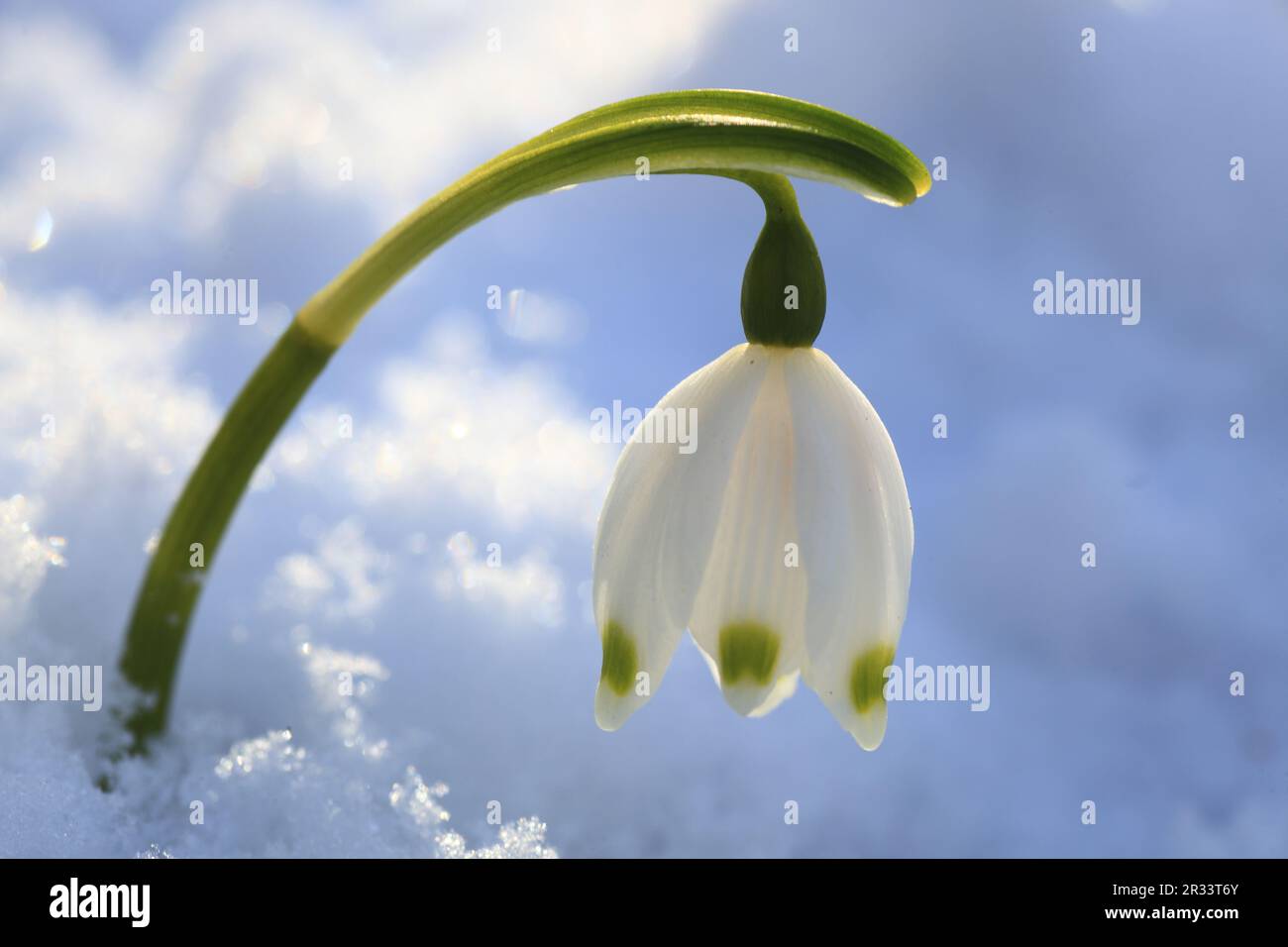 Il fiore del nodo primaverile combatte attraverso la neve Foto Stock