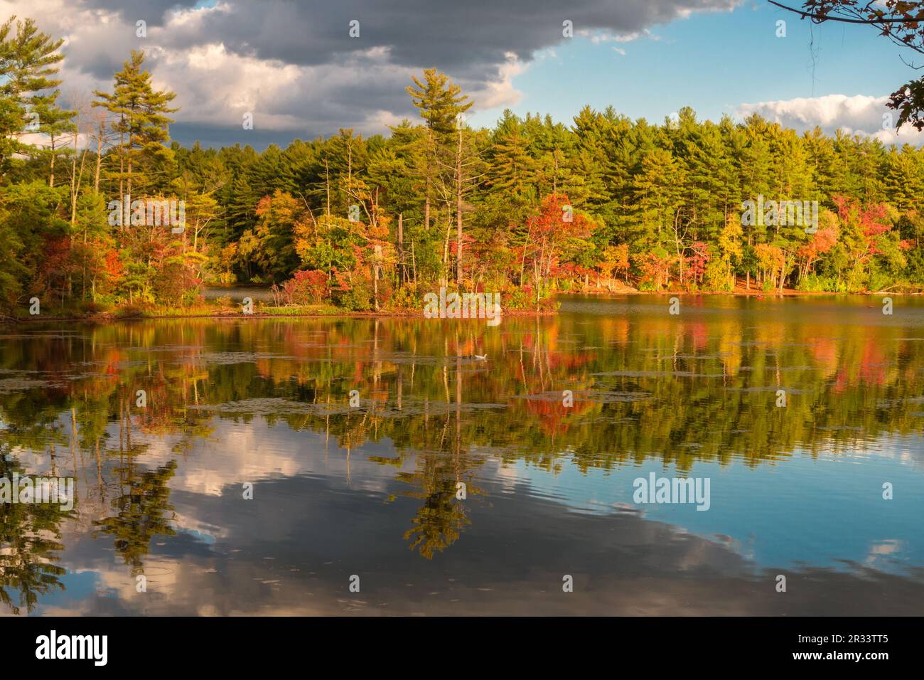 Caduta fogliame riflessione in lago con drammatiche nuvole in cielo. Foto Stock