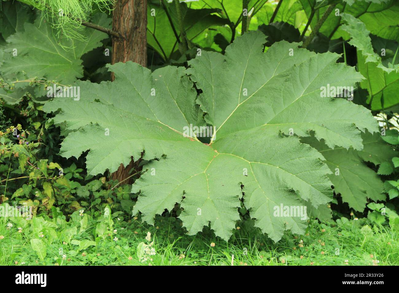 Mammoth foglia Foto Stock