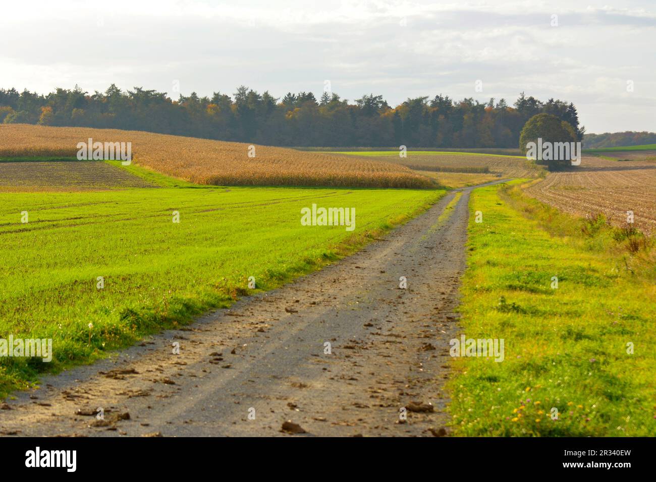 Kraichgau paesaggio Foto Stock