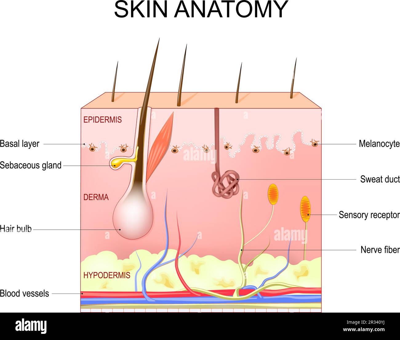 Anatomia della pelle. Struttura e strati della pelle: Epidermide, derma, ipoderma, melanociti e strato basale. Sezione trasversale della pelle umana Illustrazione Vettoriale