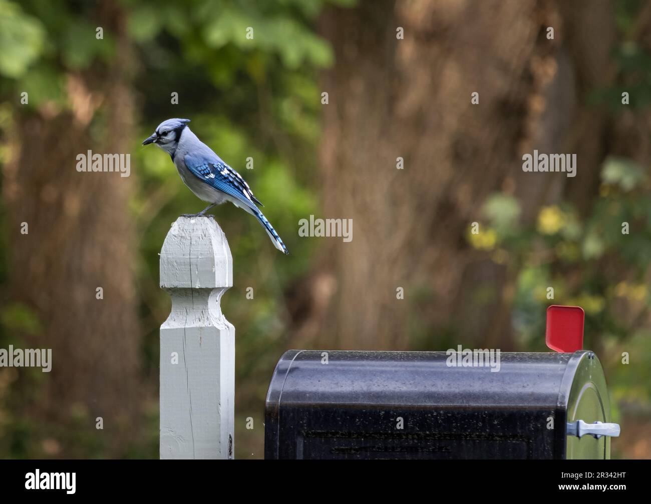 Una gialle blu solitaria, Cyanocitta cristata, appollaiata su un post della cassetta postale con una cassetta postale nera sottostante e una lussureggiante foresta sfondo in primavera o estate Foto Stock