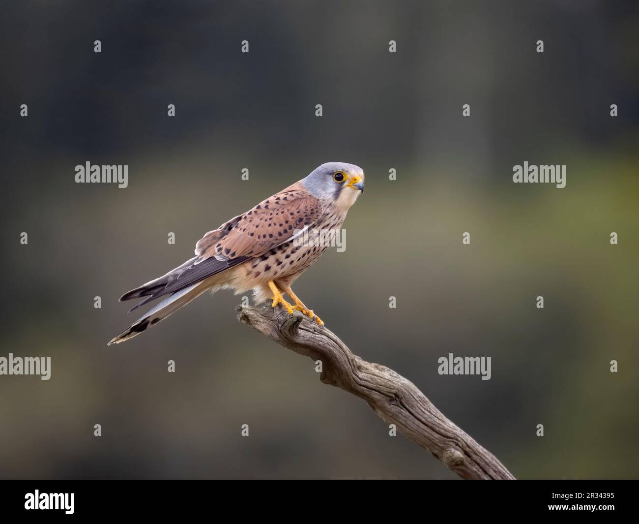 Gheppio comune, Falco tinnunculus, maschio singolo sul ramo, maggio 2023 Foto Stock