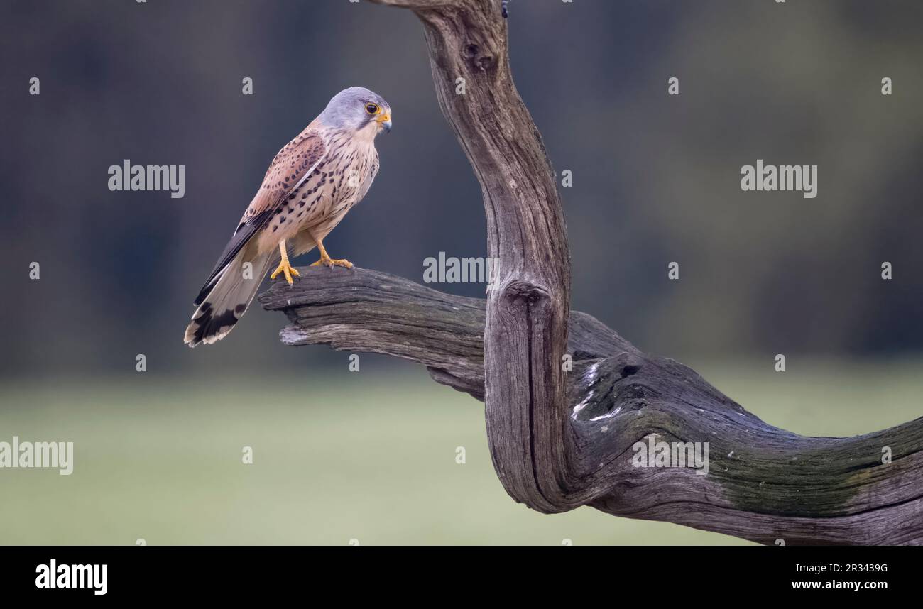 Gheppio comune, Falco tinnunculus, maschio singolo sul ramo, maggio 2023 Foto Stock