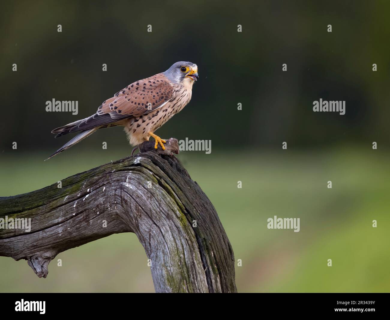 Gheppio comune, Falco tinnunculus, maschio singolo sul ramo, maggio 2023 Foto Stock