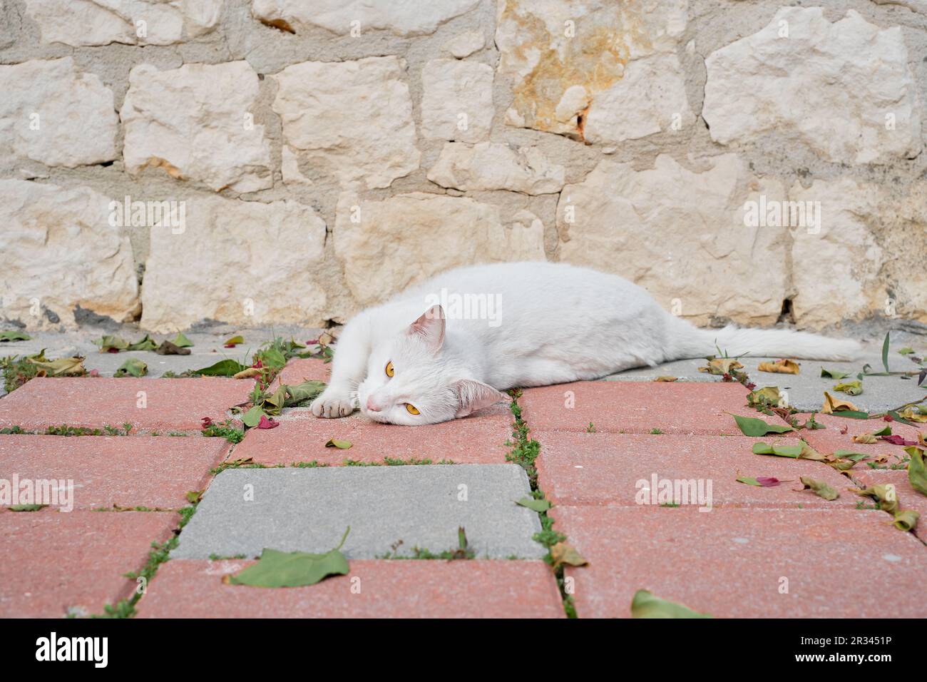 Il gatto senza dimora bianco giace sulle lastre di pavimentazione, crogiolandosi al sole, guardando la macchina fotografica. Cura degli animali, ecologia dell'ambiente urbano Foto Stock
