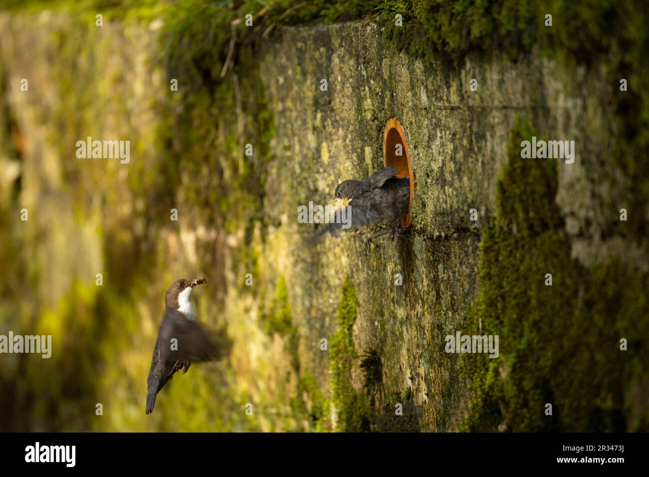Dipper (Cincluss cincluss) nutrire i giovani al nido Foto Stock