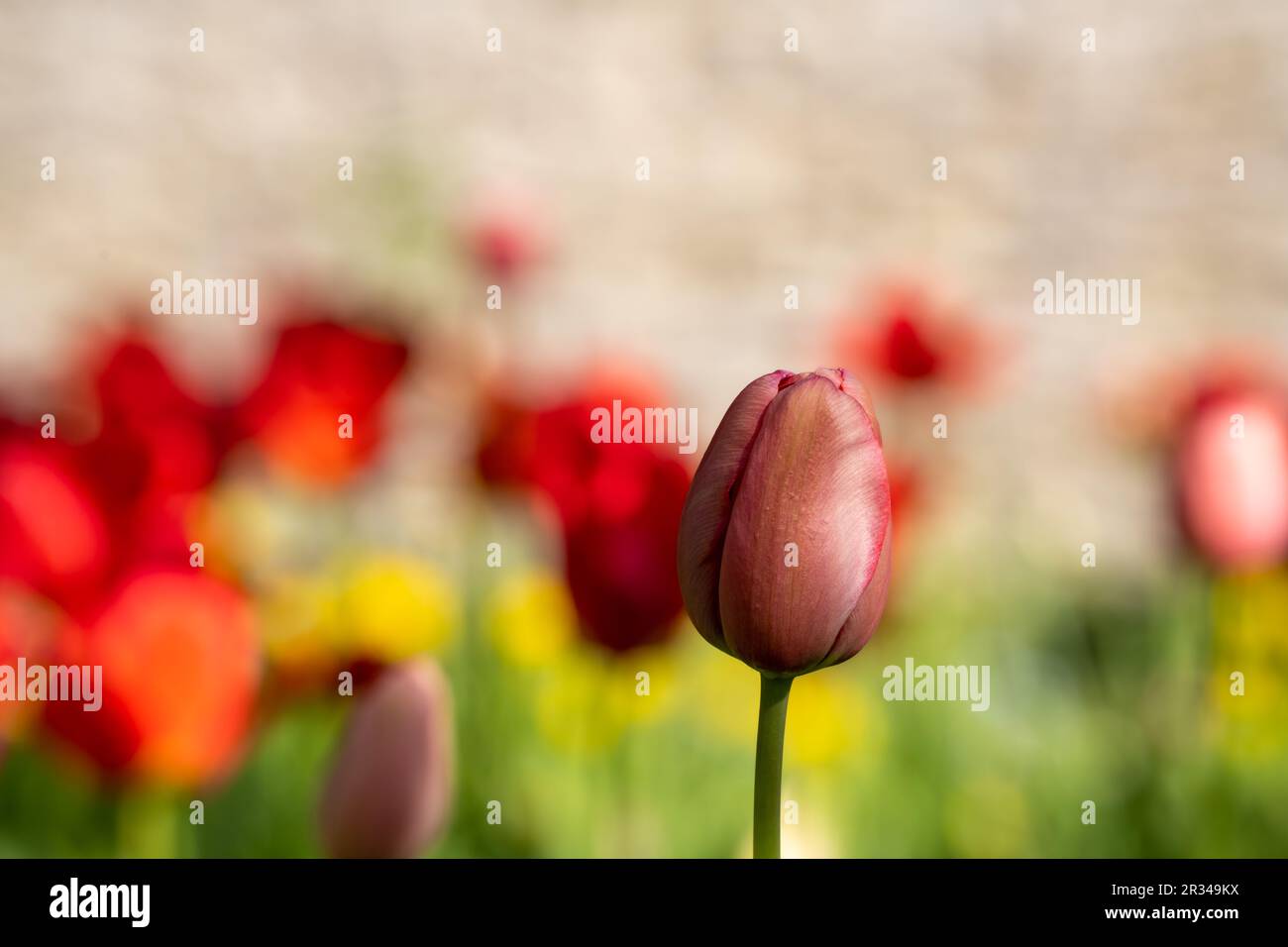 Tulipani rossi fioriscono in campo tulipano in giardino con sfondo sfocato. Carta da parati floreale. Carta di soggiorno. Messa a fuoco selettiva. Spazio per il testo. Spazio per la copia. Foto Stock