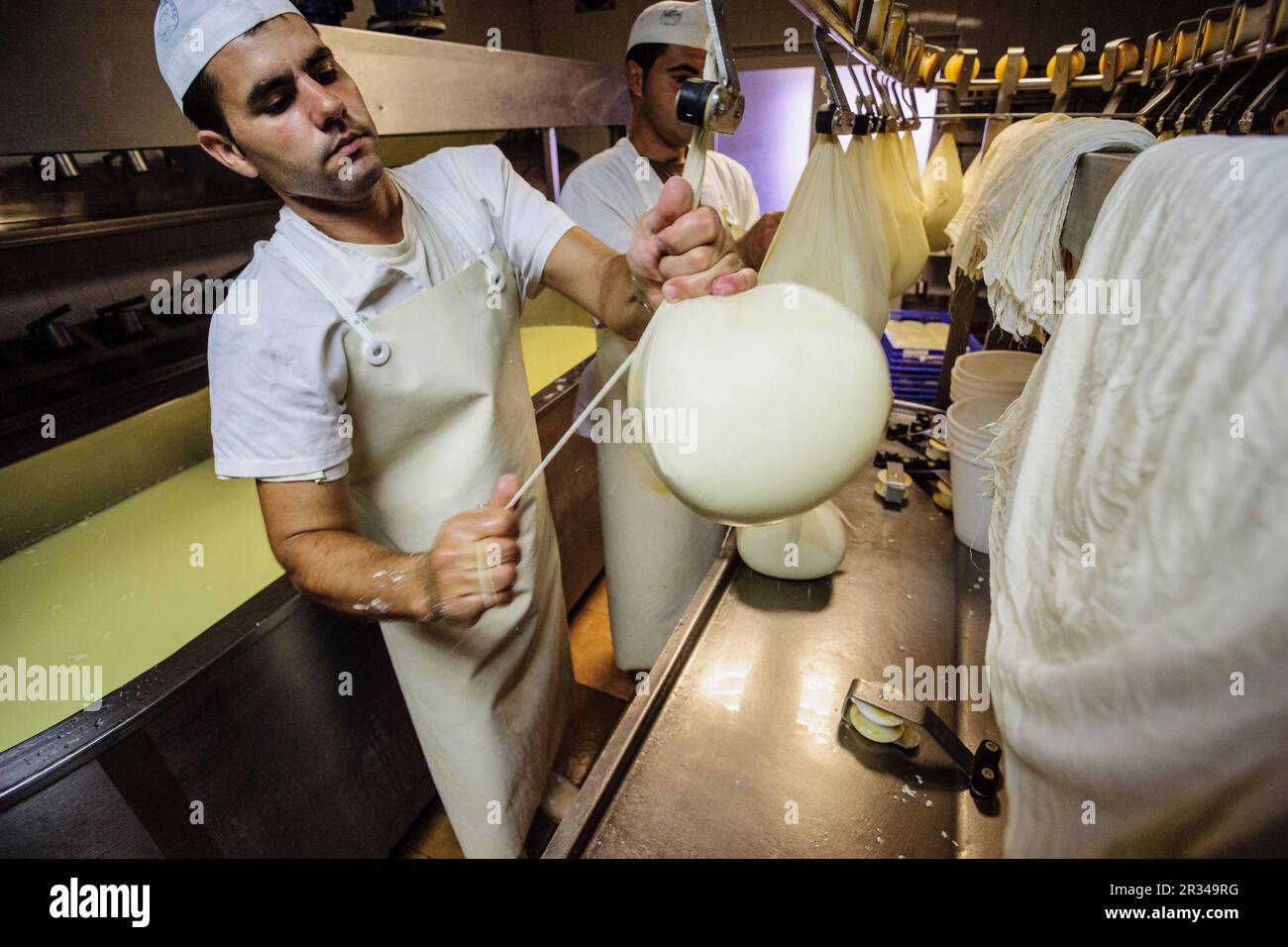 Fatto tutto artigianelmente fabricacion de queso Binigarba - denominacion de origen Mahon artesano- finca Binigarba, Ciutadella, Menorca, Islas Baleares, España, Europa. Foto Stock