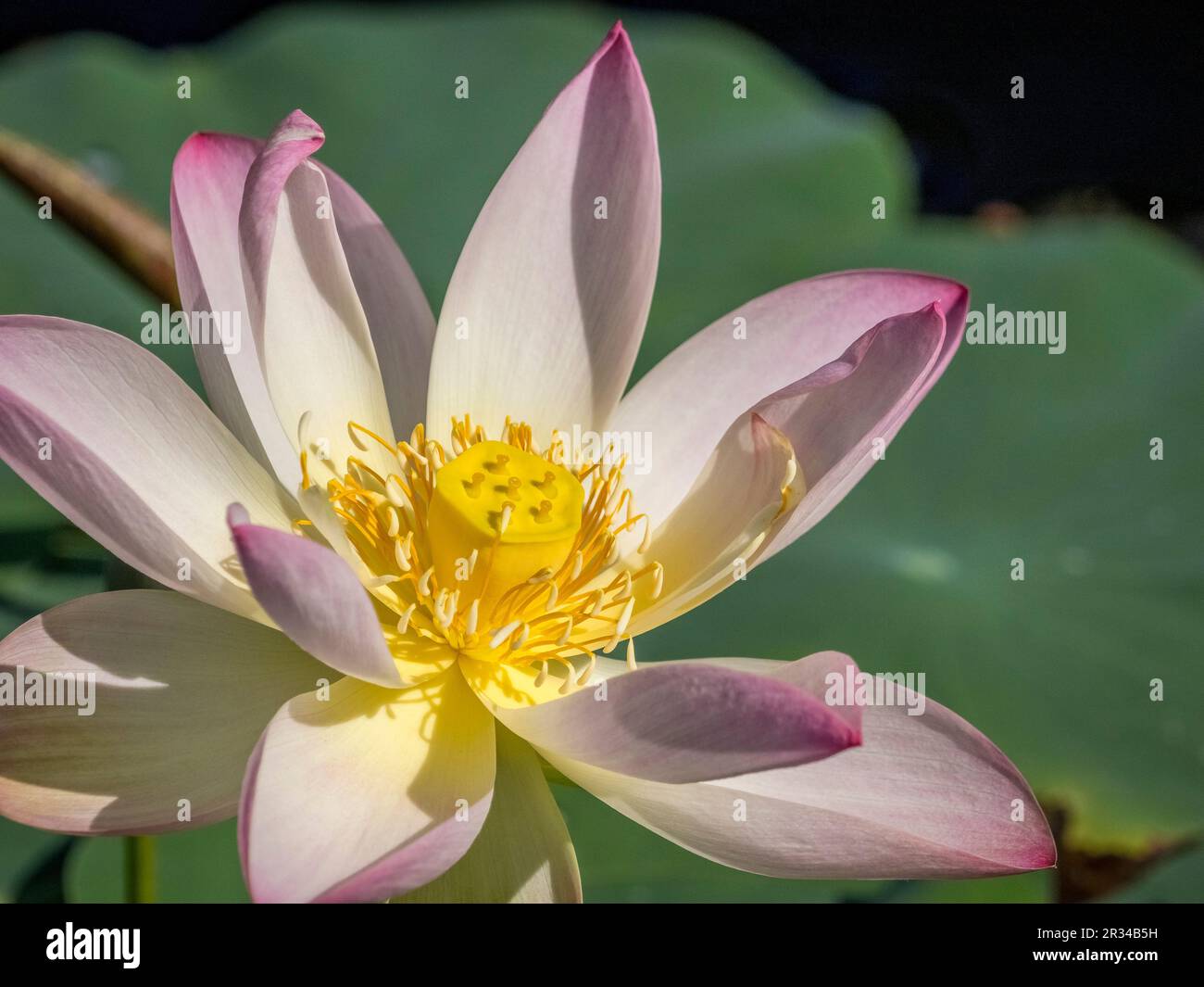 Primo piano di un fiore di loto indiano colorfuI Foto Stock