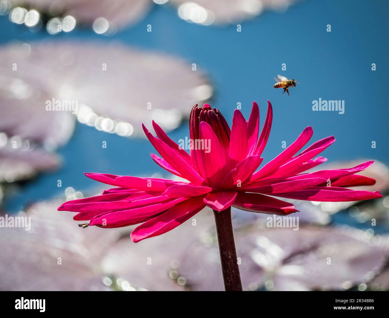Primo piano di un'acqua colorata Liliy con un'ape volante Foto Stock