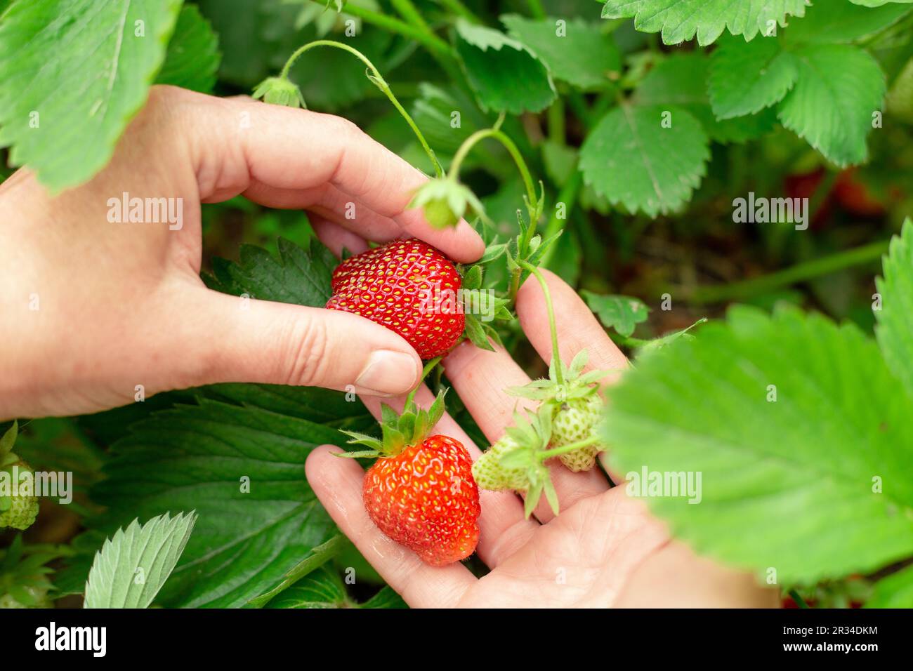 Fragole rosse e succose mature nelle mani di una donna. Raccolta di fragole in un giorno d'estate. Foto Stock