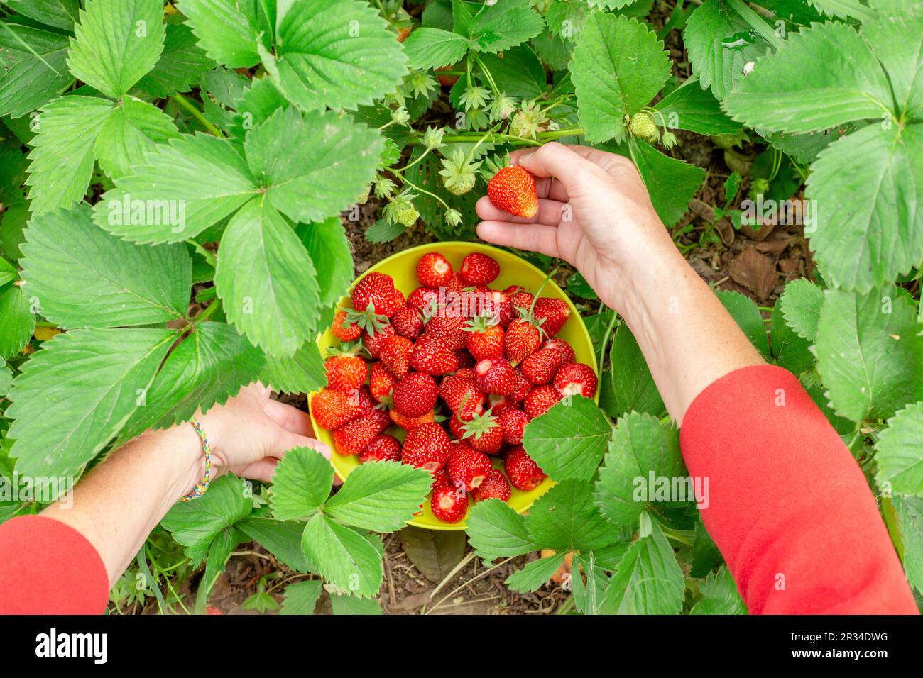 Il giardiniere raccoglie fragole rosse mature da un cespuglio nel giardino e mette la bacca in una ciotola. Vitamine estive. Foto Stock