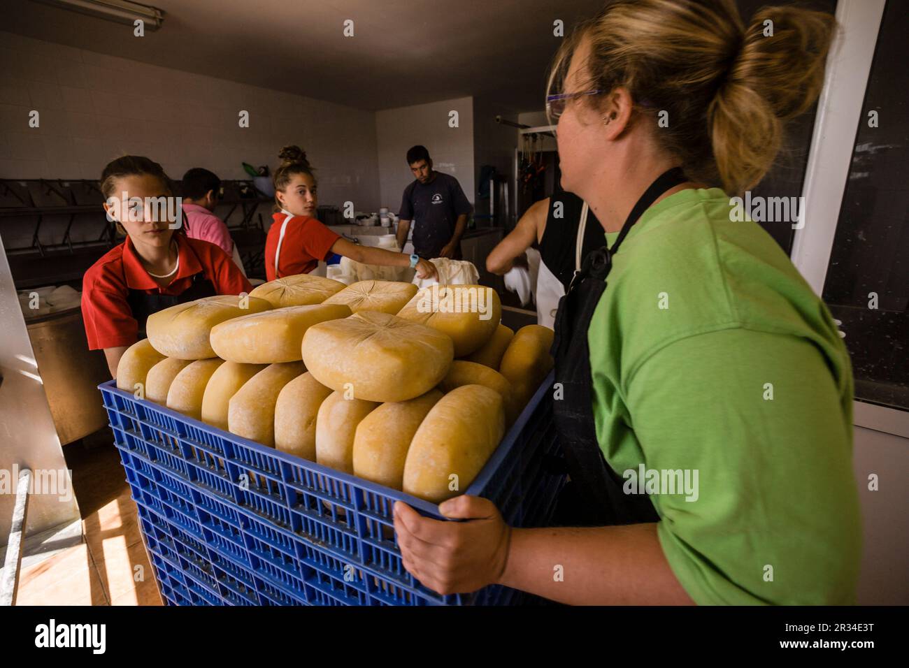 Fabricacion artesanall de queso Binibeca de cabra, finca Alcaiduset, Alaior Menorca, Islas Baleares, España, Europa. Foto Stock