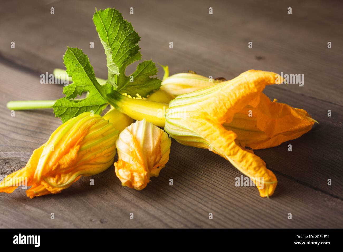 Fiore di zucchine Foto Stock