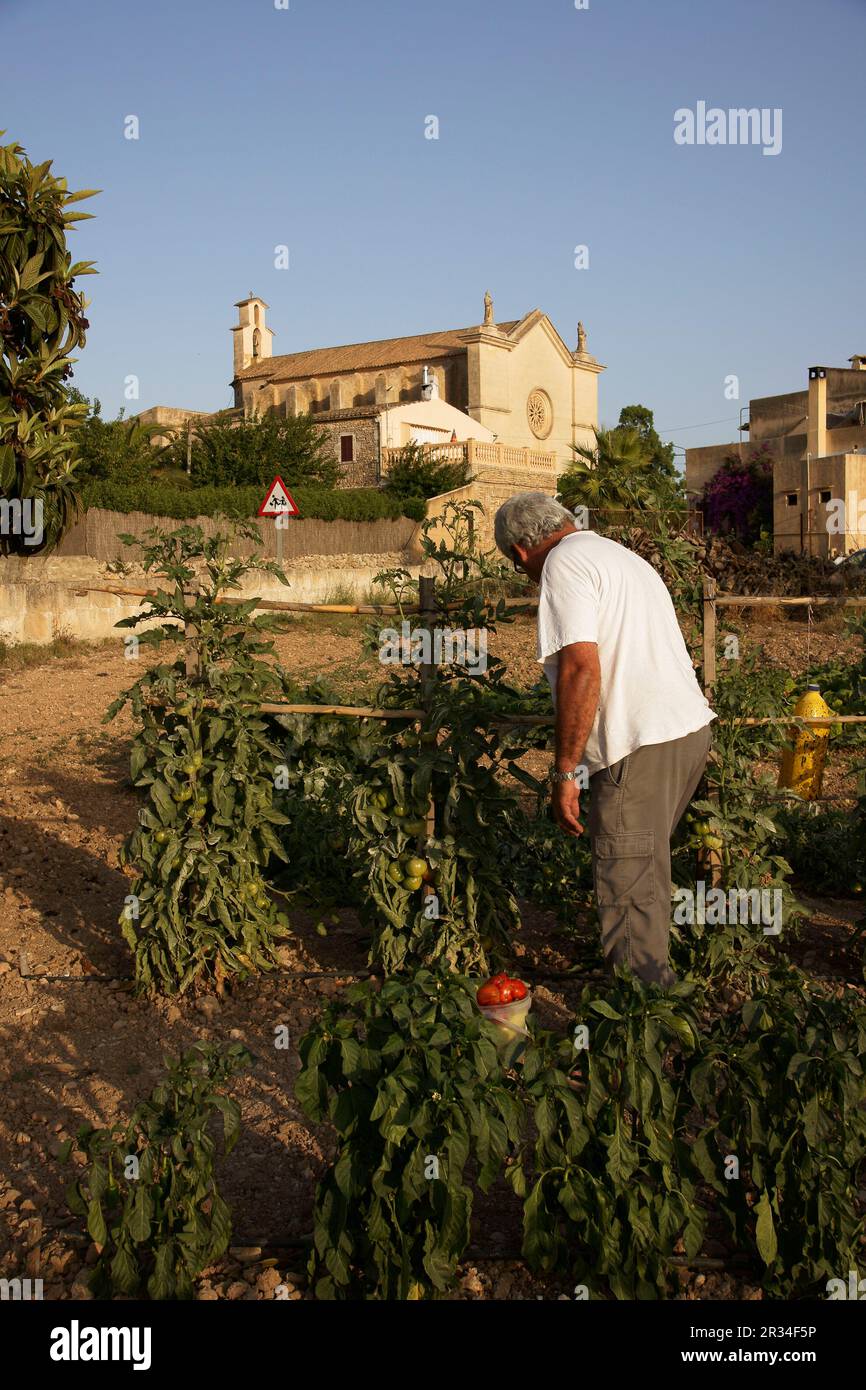 Huerto. Es Carritxo.Felanitx.Mallorca.Islas Baleares. España. Foto Stock