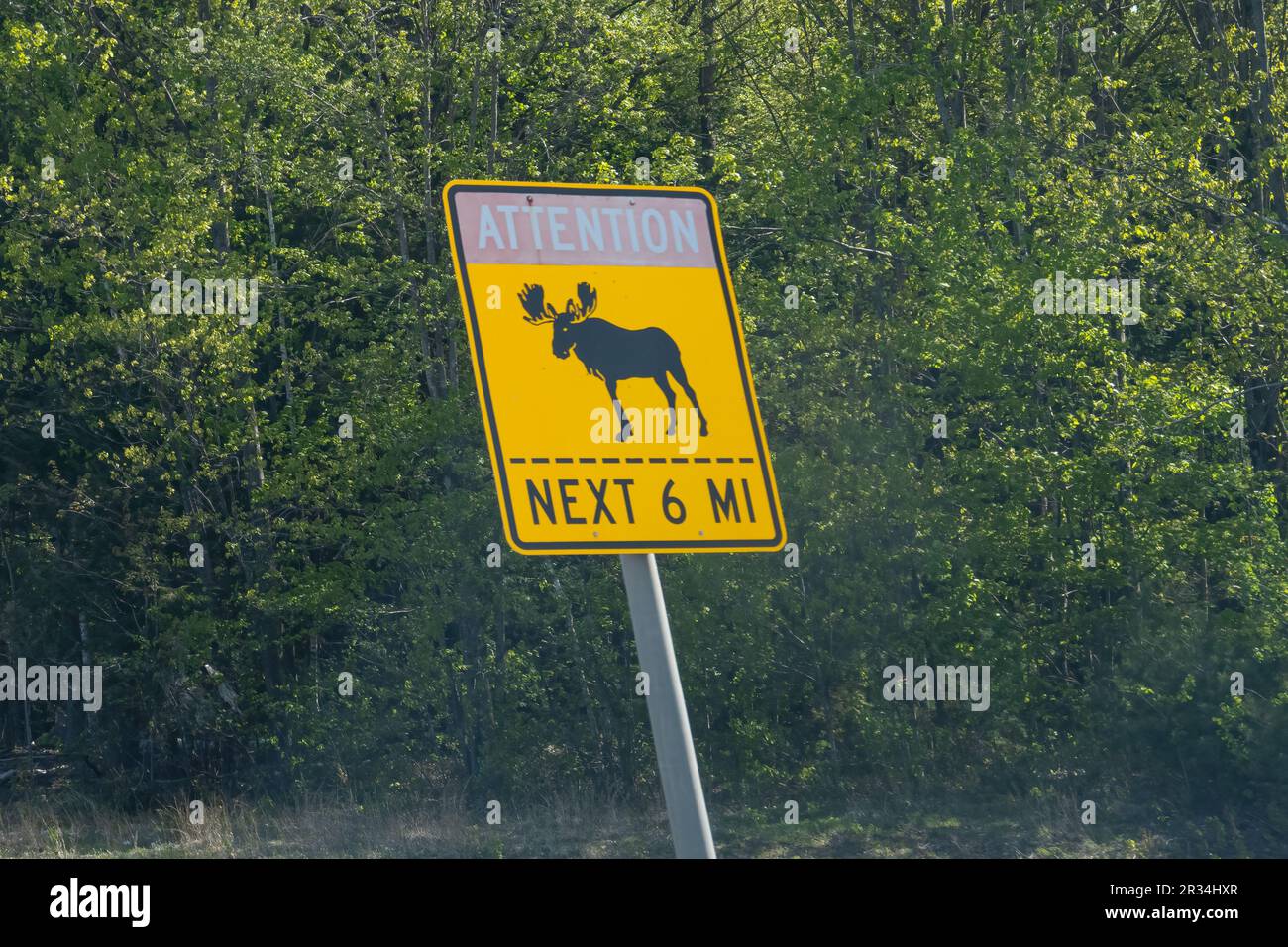 Segnale di avvertimento Moose on Highway nel Maine, USA. Foto Stock