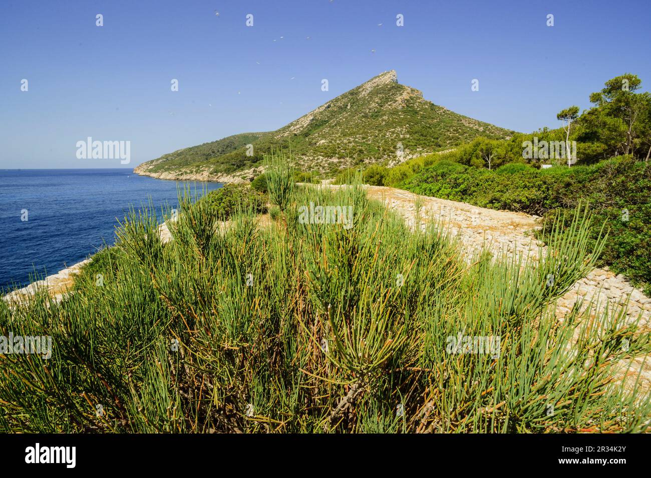 SA Miranda. Parque Natural de SA Dragonera. Isla Dragonera. Sierra de Tramuntana. Maiorca. Isole Balneari. Spagna. Foto Stock