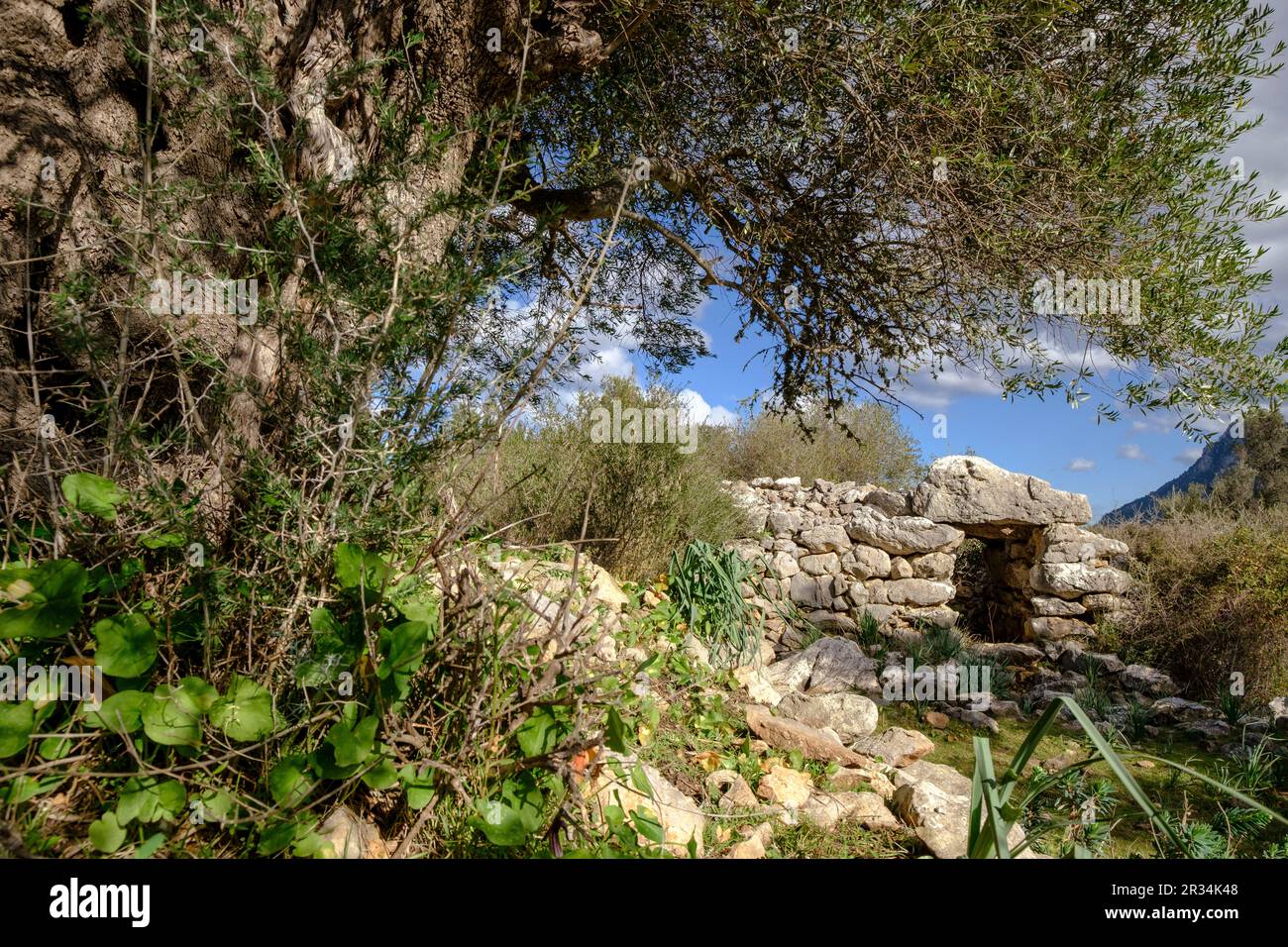 Talaiot, Son Ferrandell-Son Oleza, i milenio a C., Valldemossa, Mallorca, Isole Baleari, spagna. Foto Stock
