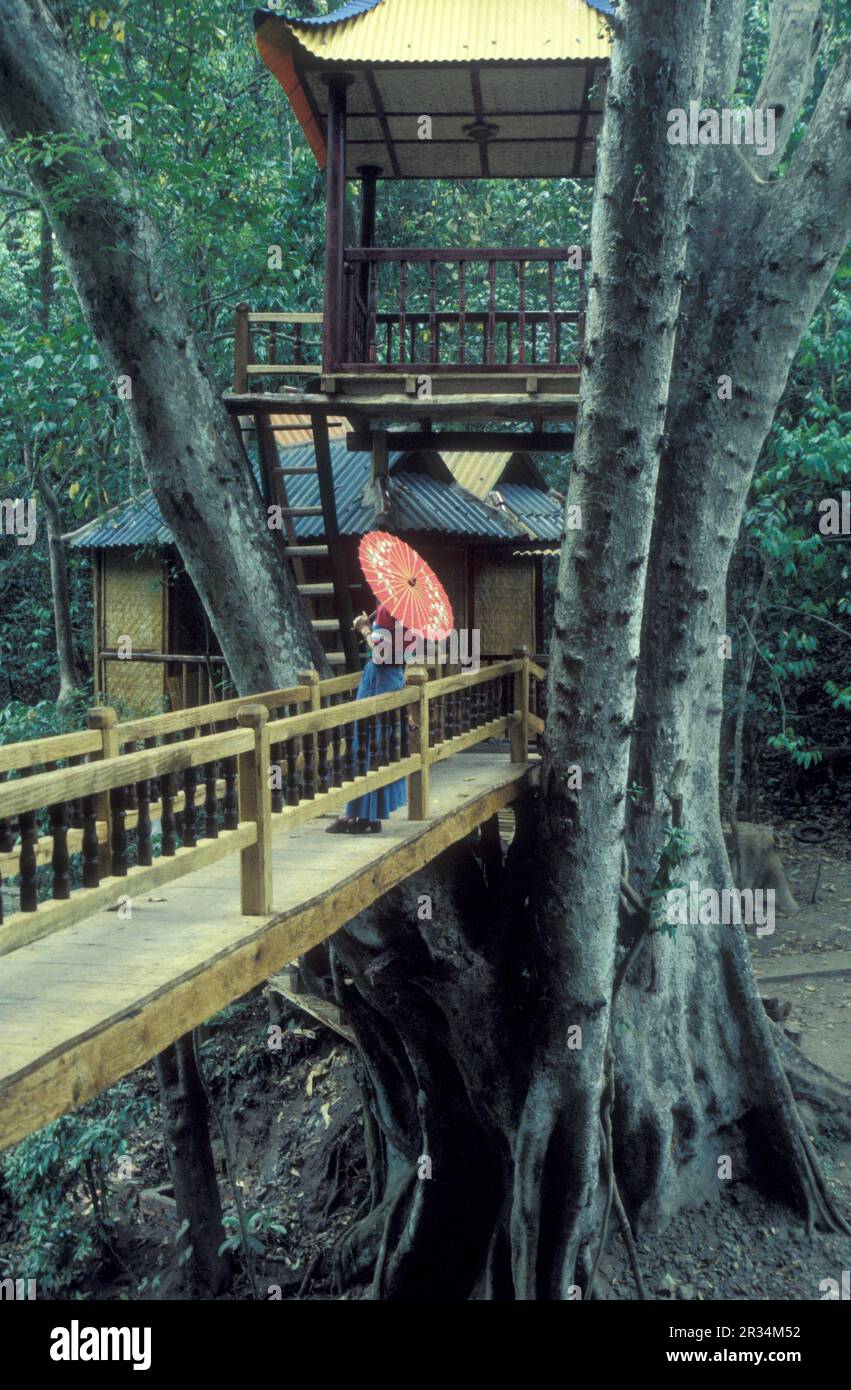 Donne su un ponte e un grande albero vicino alla città di Jinghong in Xishuangbanna nella regione dello Yunnan in Cina, nell'Asia orientale. Cina, Yun Foto Stock