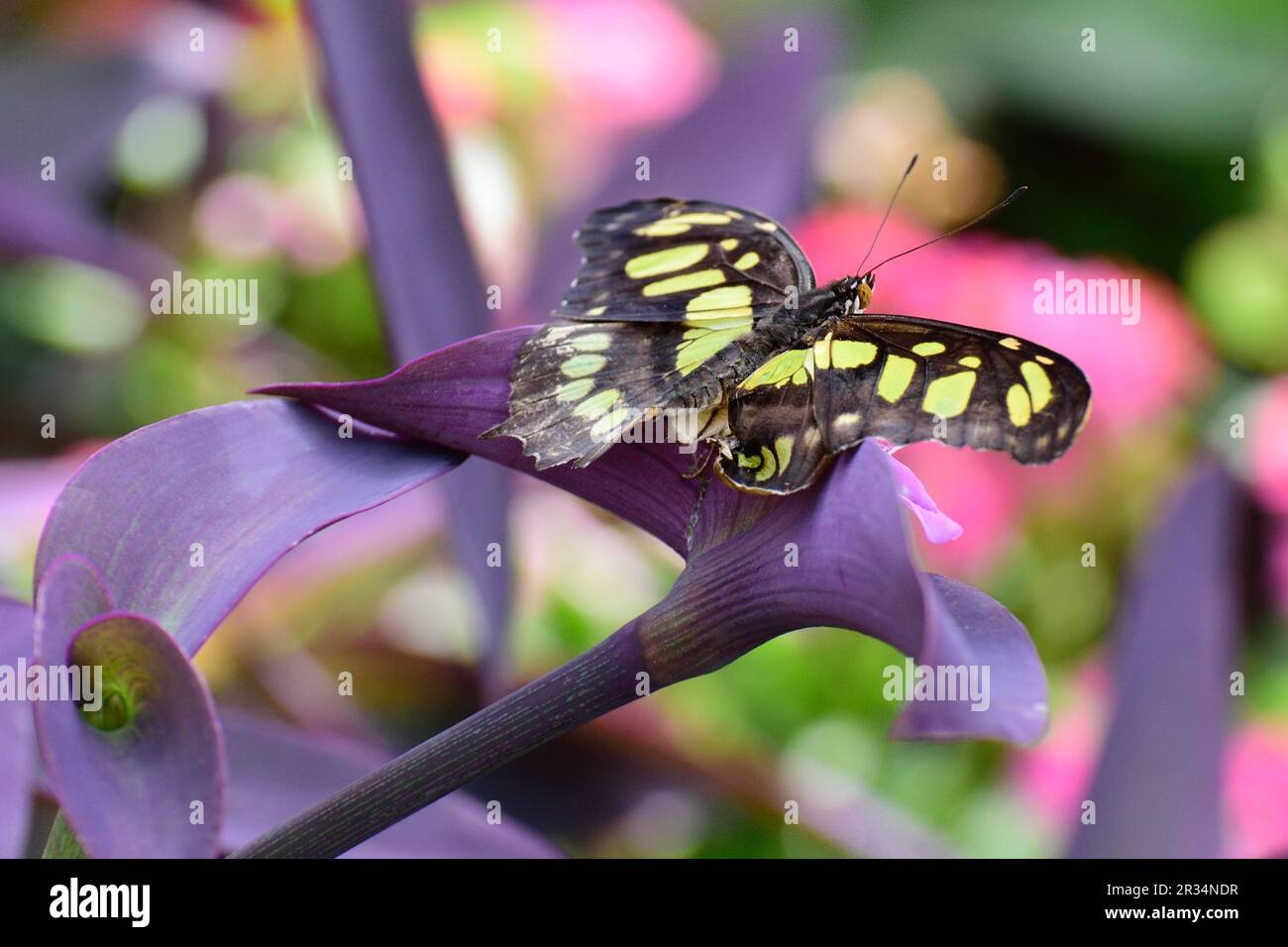 Farfalla nera e gialla su fiore Foto Stock