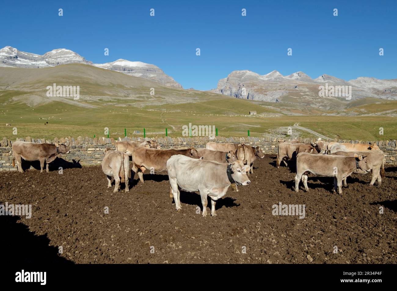 Cercado de Vacas, Llano Tripals, Parque nacional de Ordesa y Monte Perdido, comarca del Sobrarbe, Huesca, Aragón, cordillera de los Pirineos, Spagna. Foto Stock