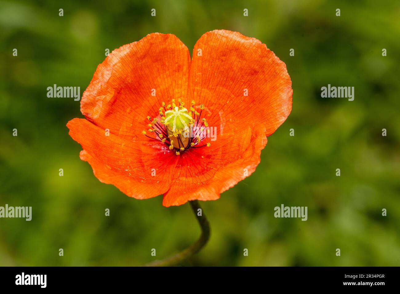 una sinfonia di sfumature rosse in mezzo a un mare di verde Foto Stock