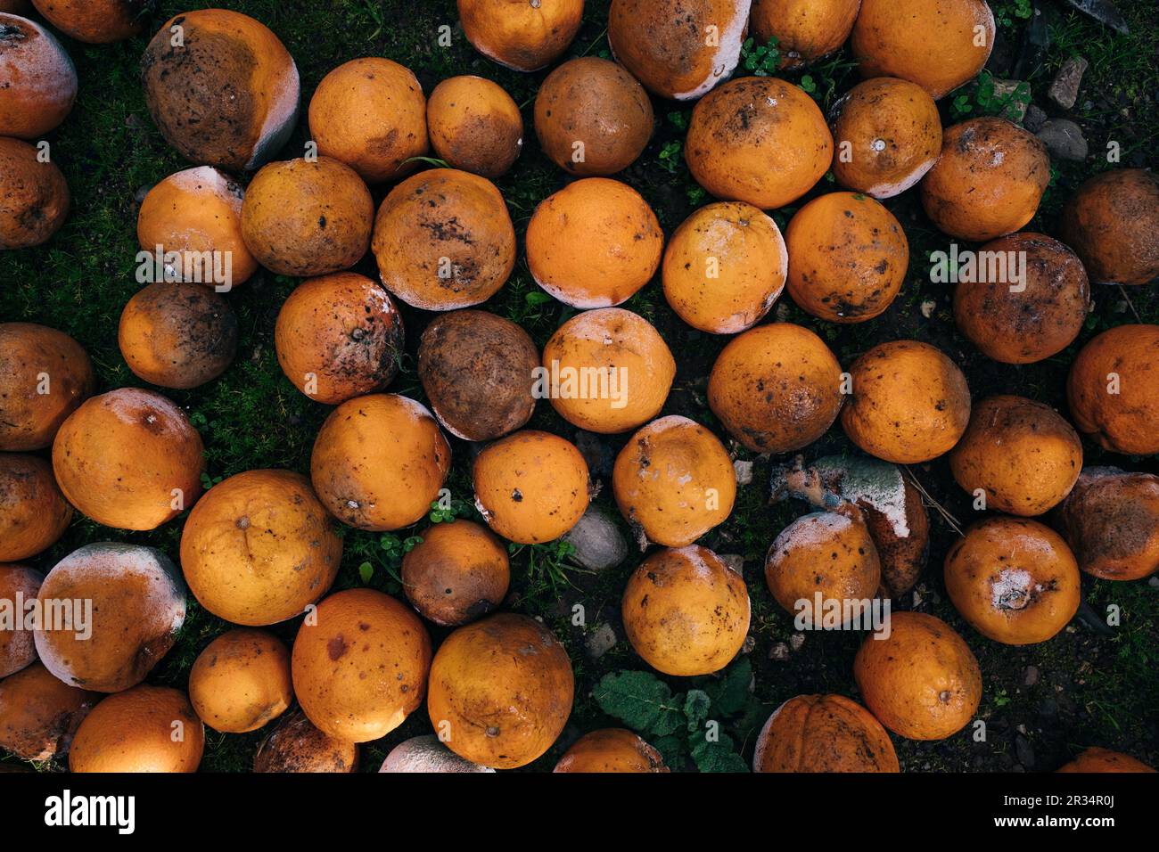 arance congelate nell'erba in turchia. Foto di alta qualità Foto Stock