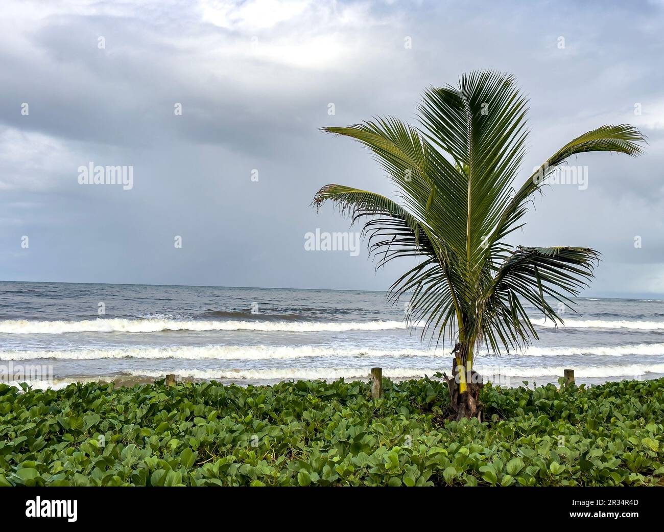 Nuova palma sulla spiaggia e il mare sullo sfondo. Foto Stock