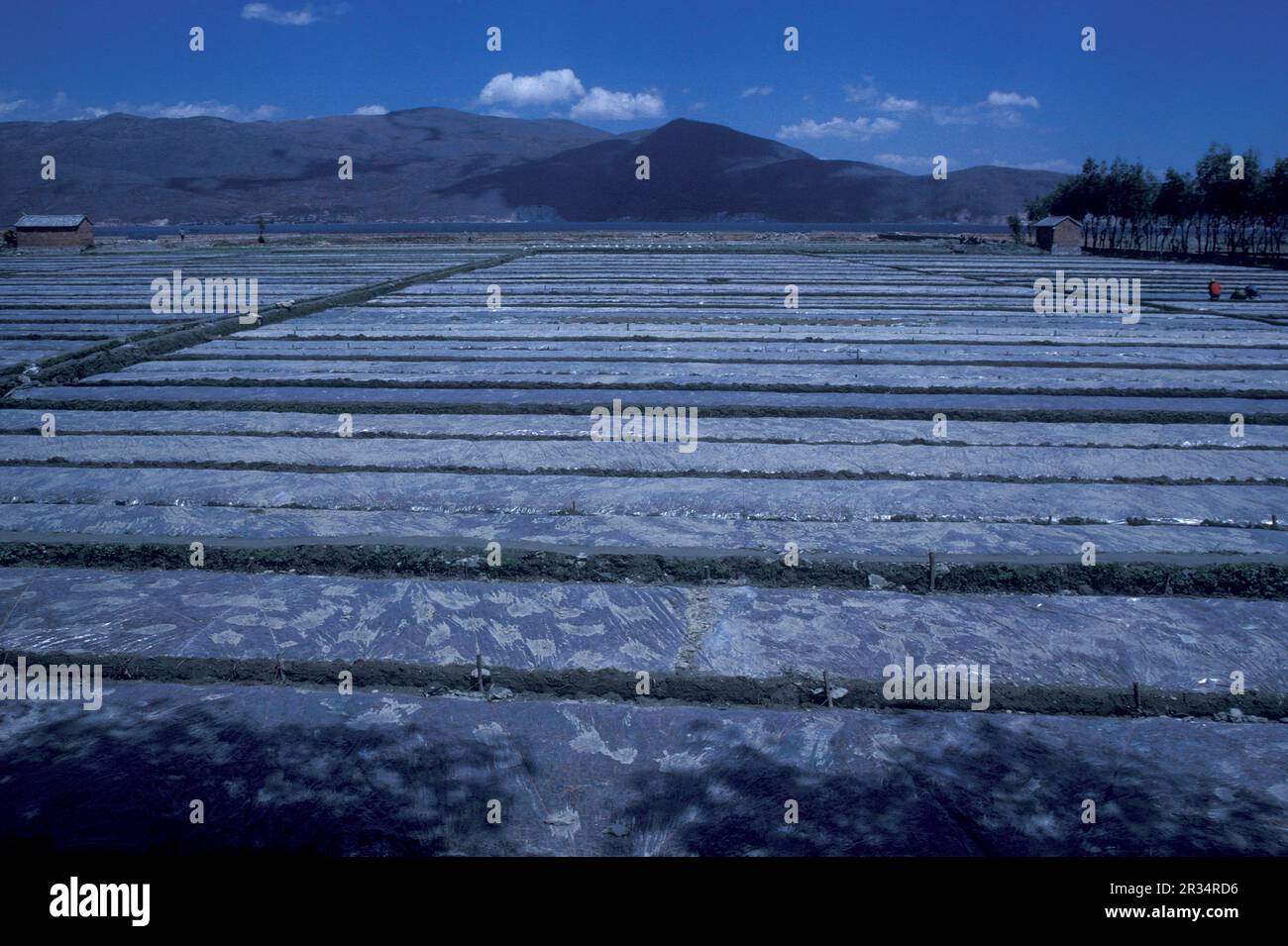 Agricoltura e paesaggio nella città di Dalì sul lago Er Hai nella provincia di Yunnan in Cina nell'Asia orientale. Cina, Yunnan, aprile 1996 Foto Stock