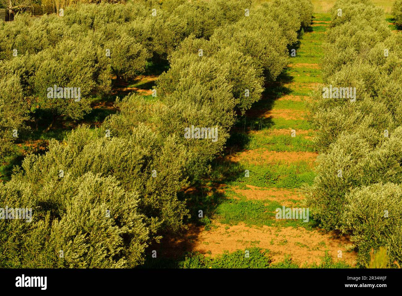 olivar, SA Garriga, municipio di Palma, mallorca, isole balneari, España, europa. Foto Stock