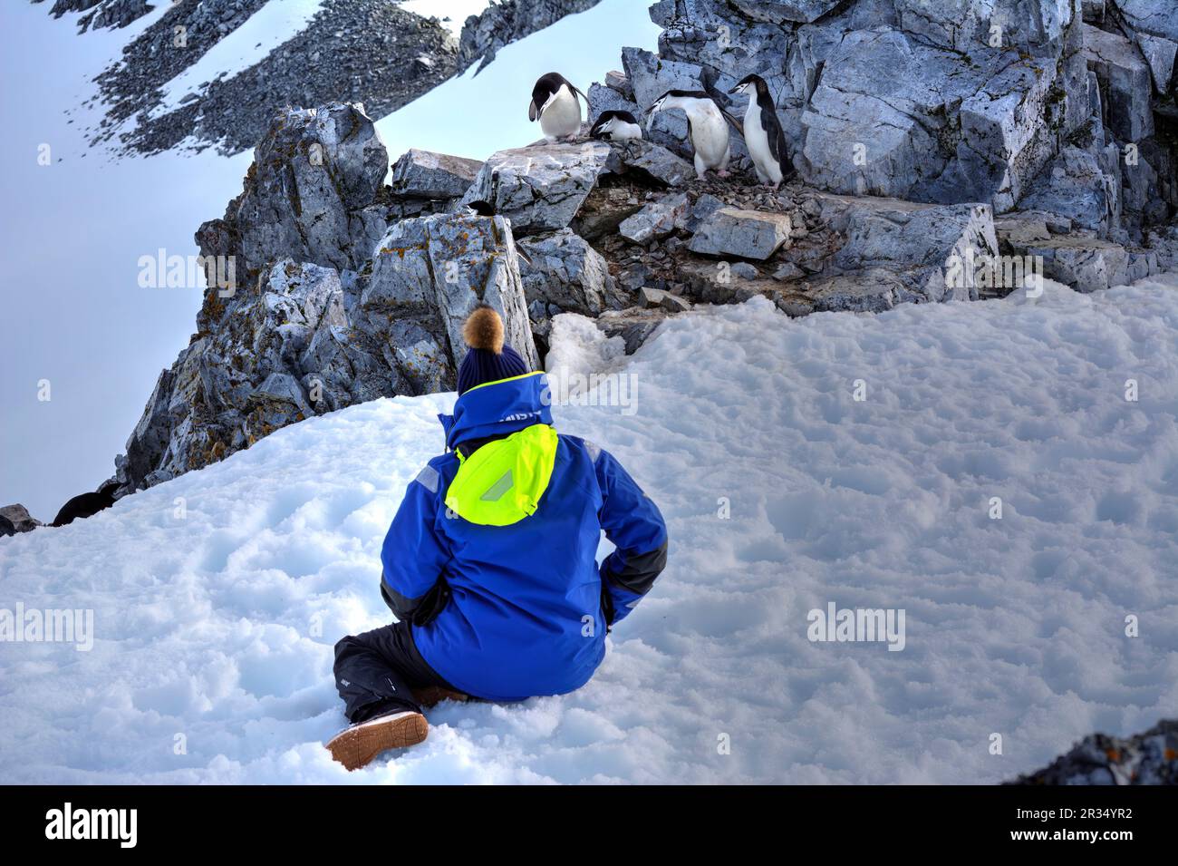 Un turista si trova accanto ai pinguini in Antartide Foto Stock