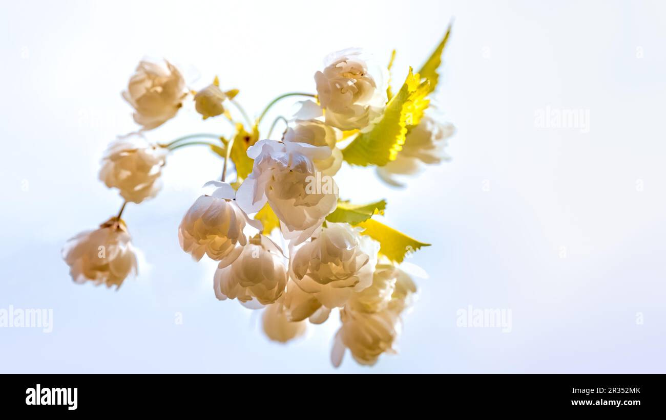 La mela fiorisce al sole di primavera Foto Stock