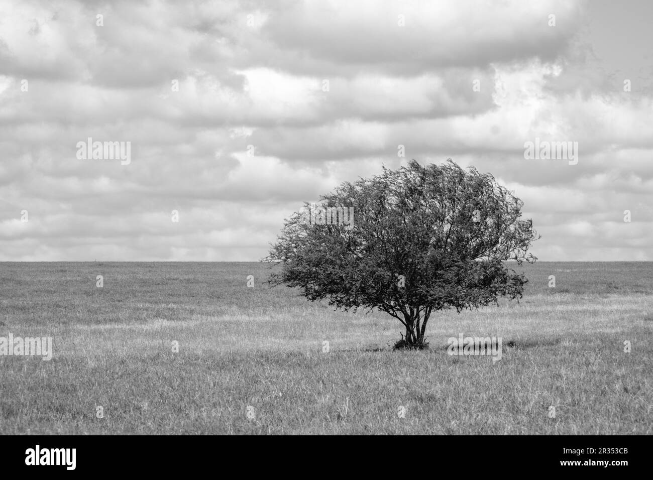 Solitario albero solitario in piedi da solo in un campo di pascolo sotto il cielo nuvoloso USA Foto Stock