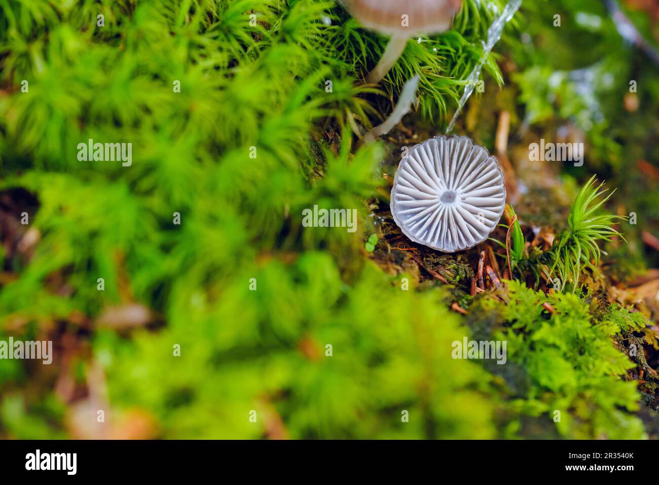 Sfondo naturale - muschio e fungo Foto Stock