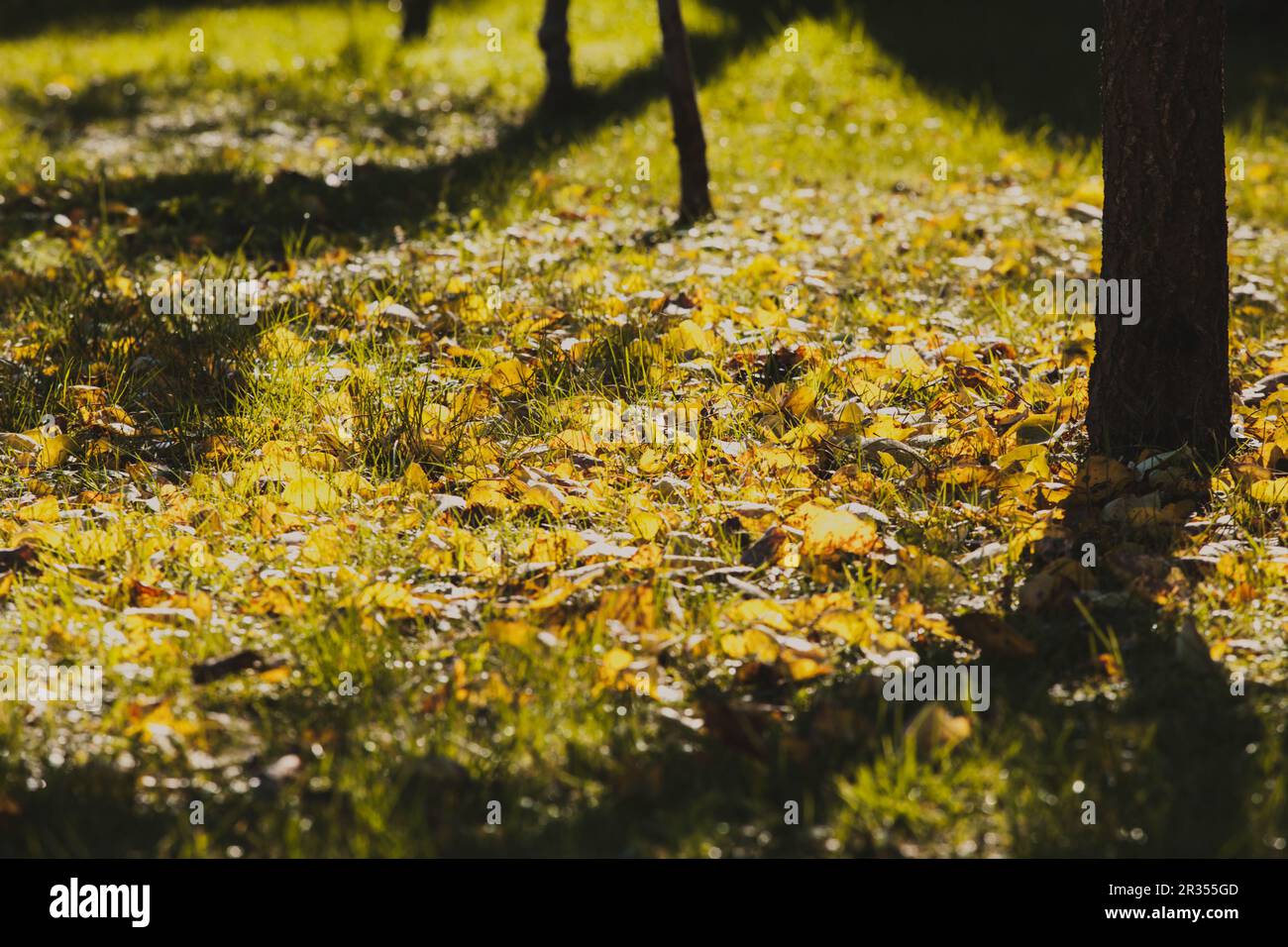 L'autunno è tempo Foto Stock