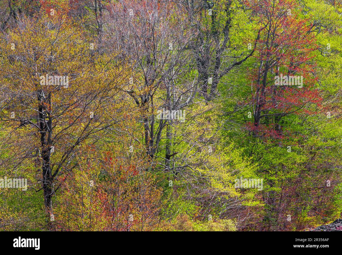 Una foresta di latifoglie nord-americana in primavera nelle Pocono Mountains della Pennsylvania. Foto Stock